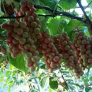 장수송학골로 이미지