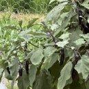 금순농장 이미지