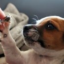 라라동물의료원 이미지