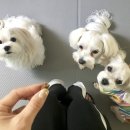 쥬쥬펫살롱 네이버블로그