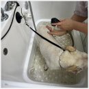 도그유토피아 살롱 이미지