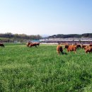 가나축산 이미지