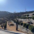 수목장 | 부산추모공원 고민된다면, 직접 다녀온 부산수목장 낙원추모공원 후기