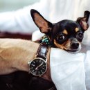 펫이좋아 이미지