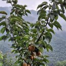 그리올라 이미지