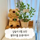퓸 | 집들이선물 추천 플로라퓸 화분 디퓨저 : 인테리어 화분디퓨저 추천 후기