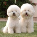 프리제(frise) 이미지