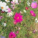 백조호수공원 이미지