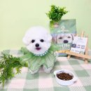 하이엔드 독 | 프랑스 하이엔드 강아지사료 퓨어라이프, 견슐랭 쿠키의 리얼 후기