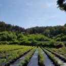 용신농장 이미지