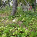 오룡농장 이미지