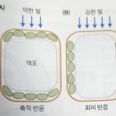 [2024심화/통합] 심화/통합 1권 8장 광합성 p.374 빛에 의한 엽록체의 배열(엽록체의 운동 조절, 포토트로핀) 이미지