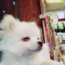 보라종합동물병원 이미지