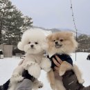LEE 당구장 | 비발디파크 &#39;소노펫&#39; 리조트 | 애견동반 스키장 썰매장 스노위랜드