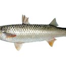 송어의집 이미지