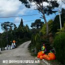 기분 존 | 용인 파이브이모션캠핑장 A존 후기 (애견동반, 사이트 내 주차, 할로윈캠)