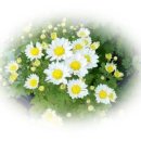 꽃사세요 꽃 이미지