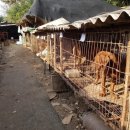 초복농장 이미지