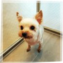 (주)마루펫 | 요크셔테리어 책임 분양 도그마루에서 해결