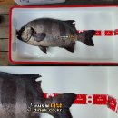 ＜속보＞ 73.8cm 한국 돌돔 기록어 탄생~!! 이미지