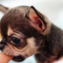 여니네 치와와 분양 이미지