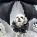 네임드 살롱 이미지