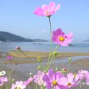 더 코스모스