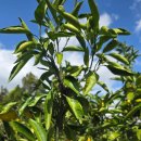 갑을농장 | 제주 귤체험농장 추천 타이벡 감귤 하례감귤체험