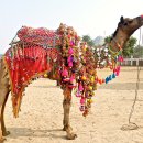세계의 명소와 풍물 55 - 인도, 푸쉬카르(Pushkar) 낙타축제 이미지