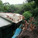 금광1리 이미지