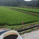벌써 이삭거름 뿌렸어요~ 이미지