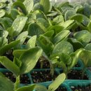 바우농장2 이미지