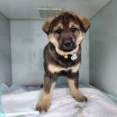 광주TNR동물병원(초월) 이미지