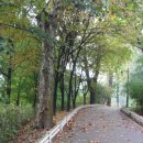 머리사랑 이미지