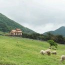 무등산양떼목장 이미지