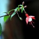 큰애기주막 이미지