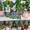 사동그린꽃 이미지