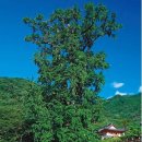 천과나무 이미지