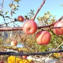 하늘녘싱싱팜 이미지