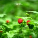 천송화