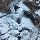 중간상사리 이미지