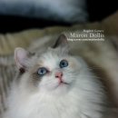 마론도리스(Marondollis) 이미지