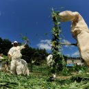 평창 방림삼베민속 이미지