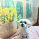 호이펫샵 이미지