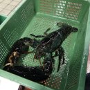 성어수산주