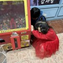 장수순대국, 칼국수 이미지