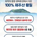 천년의황칠 이미지
