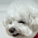 현대특수사료㈜ | 🤍오메가3🤍라이프펫 도트알티지오메가-3 강아지영양제 강아지오메가3 강아지필수영양제