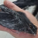 제이팜플러스 이미지