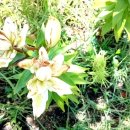 김건희 특검 &#34;삼부토건 부회장, 구속심사 앞두고 도주&#34; / YTN 이미지